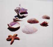 strand muscheln