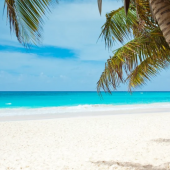 Allinkl Karibik Urlaub mit Palmen
