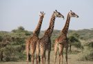 Afrika Safari Urlaub