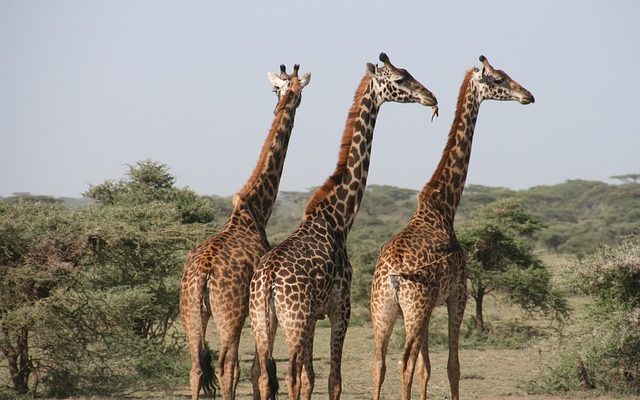 Afrika Safari Urlaub